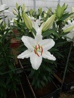 [5287 Ice Dreamer 2N No02.JPG]